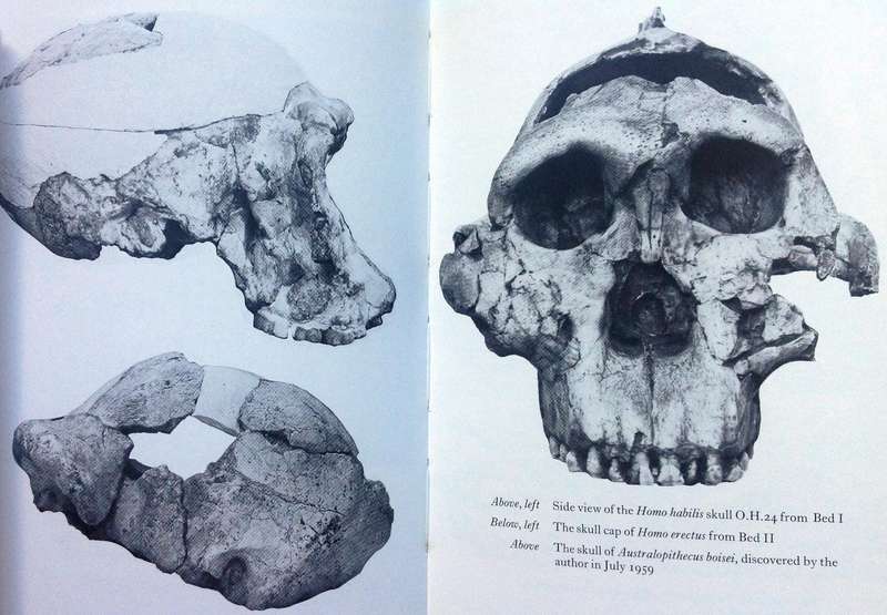 Olduvai Gorge - Mary Leakey - Hardcover     My Search for Early Man
