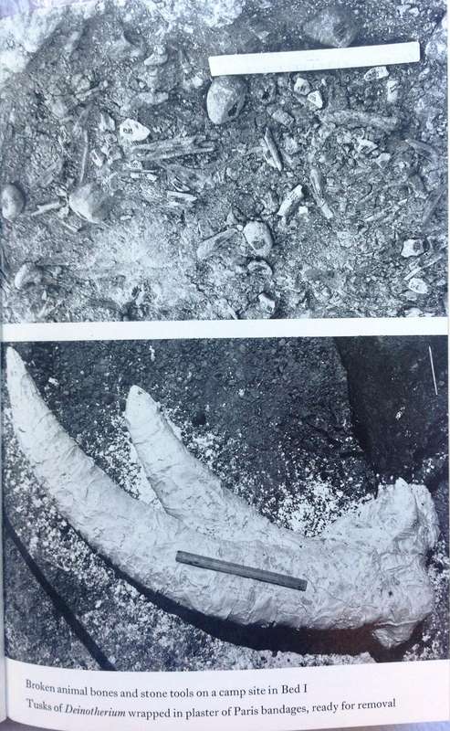 Olduvai Gorge - Mary Leakey - Hardcover     My Search for Early Man