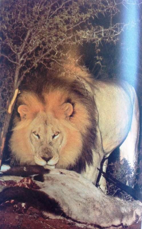 LION - G L ""Butch"" Smuts - Hardcover       Book signed by Author
