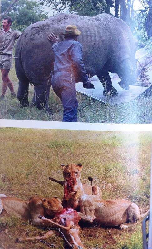 LION - G L ""Butch"" Smuts - Hardcover       Book signed by Author