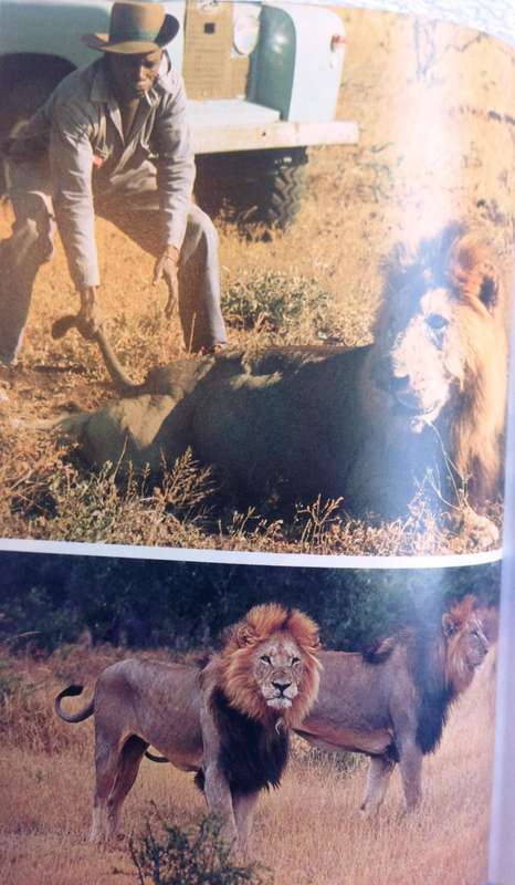 LION - G L ""Butch"" Smuts - Hardcover       Book signed by Author