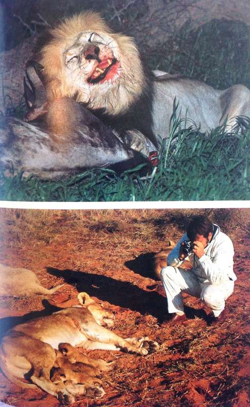 LION - G L ""Butch"" Smuts - Hardcover       Book signed by Author