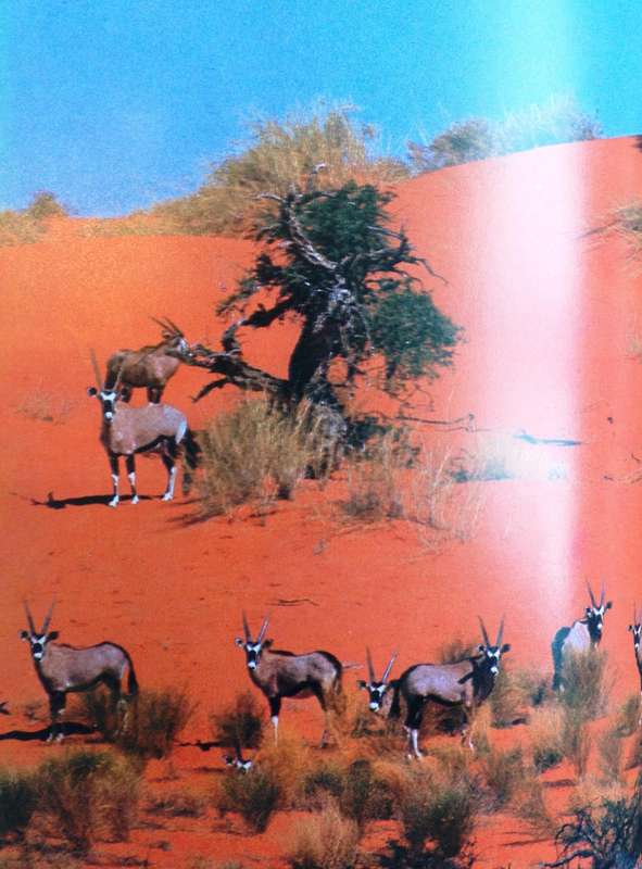 LION - G L ""Butch"" Smuts - Hardcover       Book signed by Author