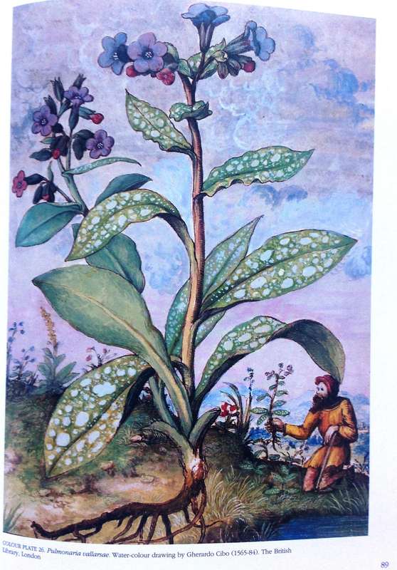 The Art of Botanical Illustration - Blunt and Stearn - Hardcover