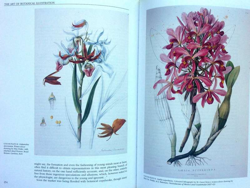 The Art of Botanical Illustration - Blunt and Stearn - Hardcover