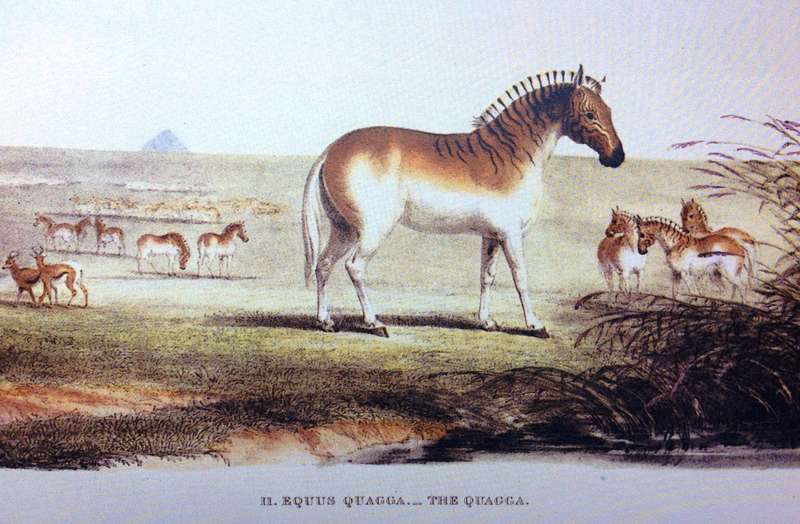 Portraits of the Game and Wild Animals of Southern Africa - Capt W Cornwallis Harris - Hardcover