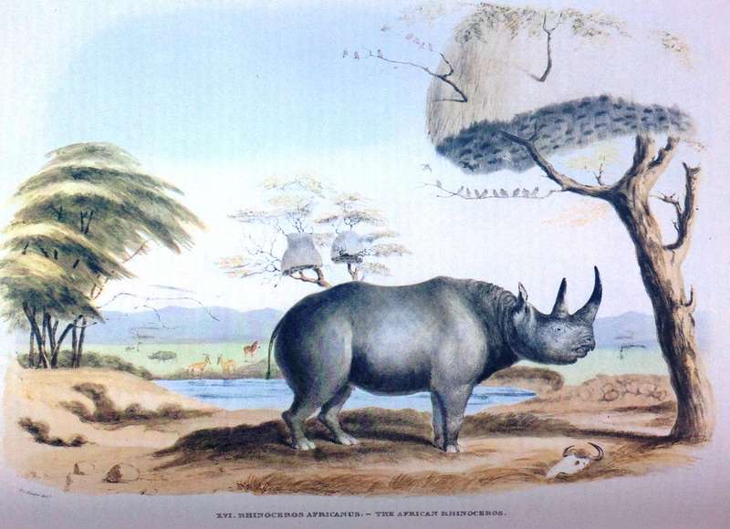 Portraits of the Game and Wild Animals of Southern Africa - Capt W Cornwallis Harris - Hardcover