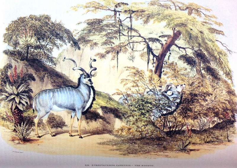 Portraits of the Game and Wild Animals of Southern Africa - Capt W Cornwallis Harris - Hardcover