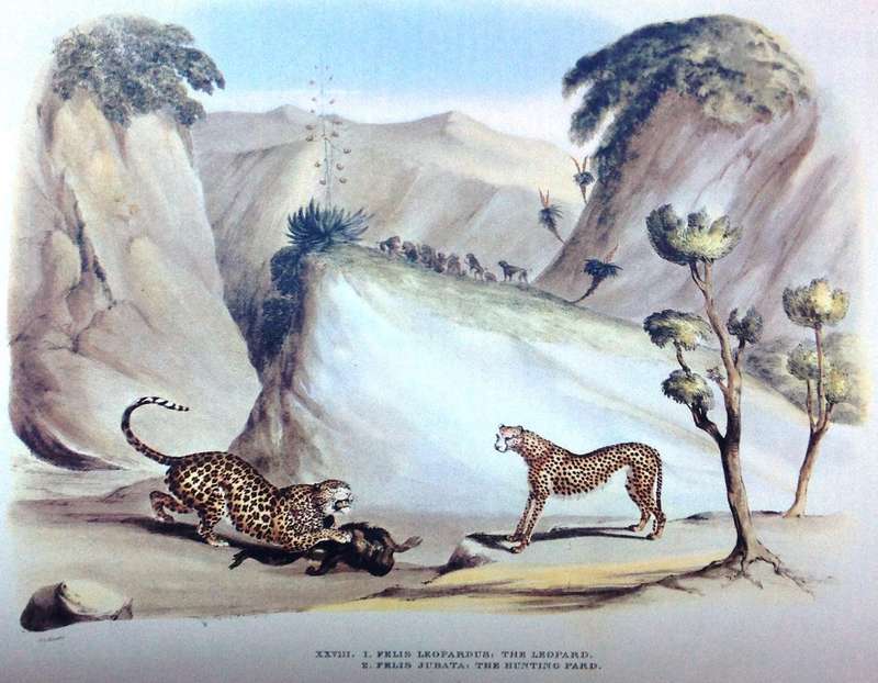 Portraits of the Game and Wild Animals of Southern Africa - Capt W Cornwallis Harris - Hardcover