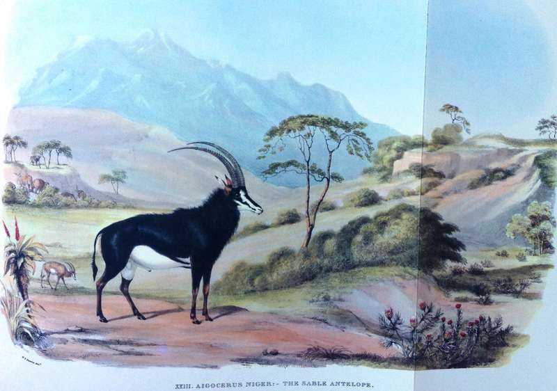 Portraits of Game and Wild Animals of Southern Africa - First published 1840 - W Cornwallis Harris