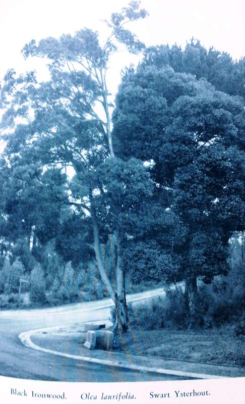 Indigenous Trees of the Cape Peninsula by M Whiting Spilhaus FRGS - Hardcover