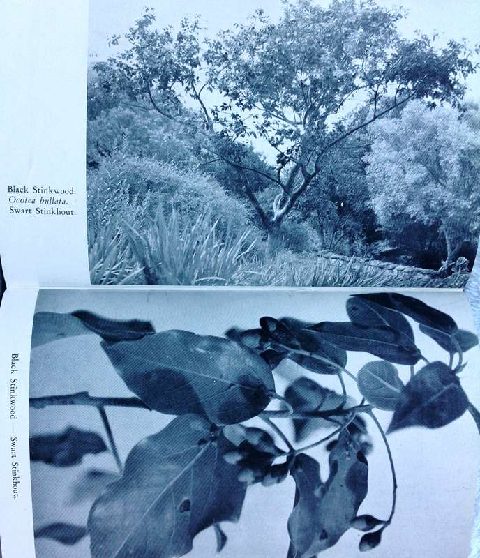 Indigenous Trees of the Cape Peninsula by M Whiting Spilhaus FRGS - Hardcover