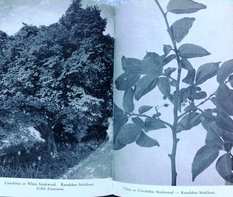 Indigenous Trees of the Cape Peninsula by M Whiting Spilhaus FRGS - Hardcover