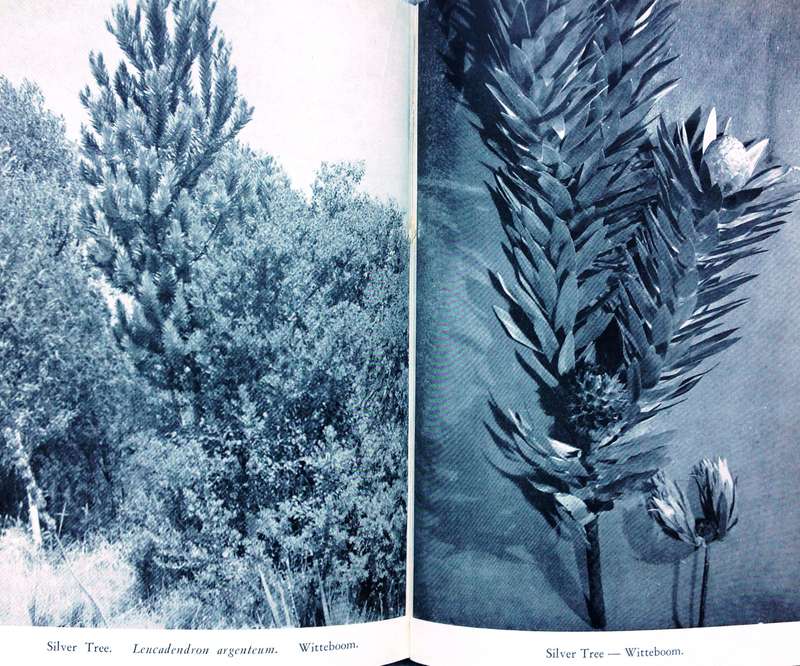 Indigenous Trees of the Cape Peninsula by M Whiting Spilhaus FRGS - Hardcover
