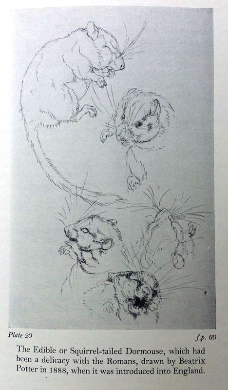 The Tale of Beatrix Potter - A Biography - Margaret Lane - Hardcover
