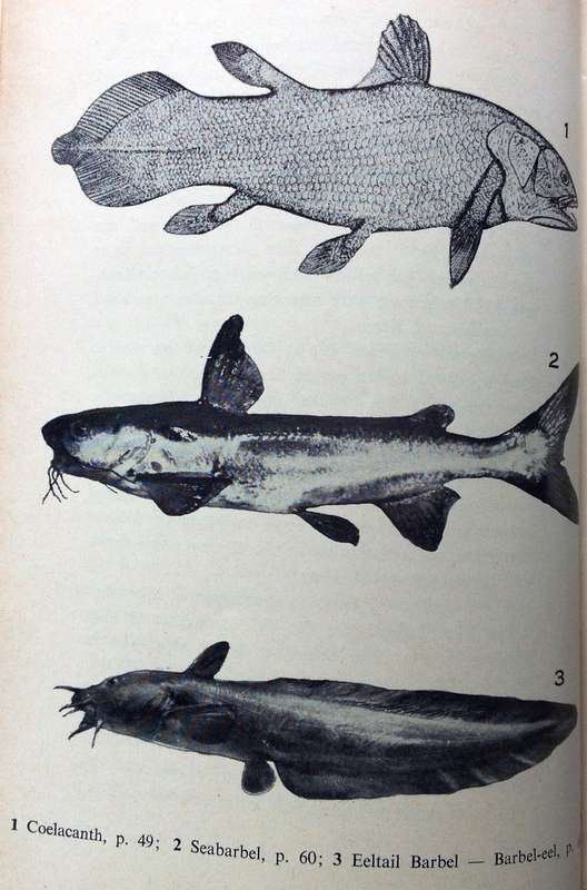 Our Fishes - Prof J L B Smith - Hardcover     With illustrations by Margaret M Smith