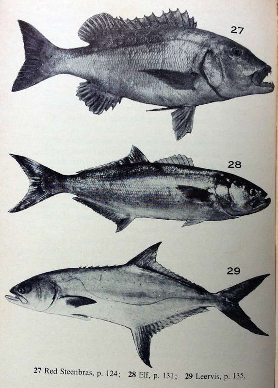 Our Fishes - Prof J L B Smith - Hardcover     With illustrations by Margaret M Smith
