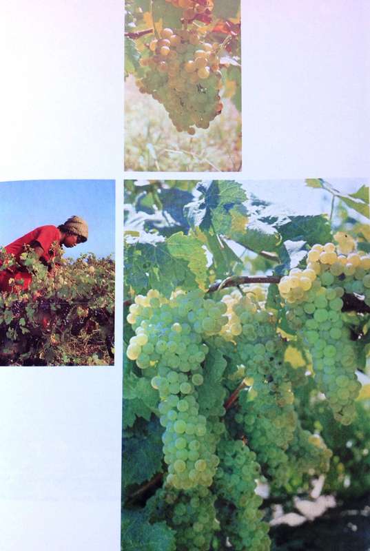 Brandy in South Africa - Andre P Brink - Hardcover