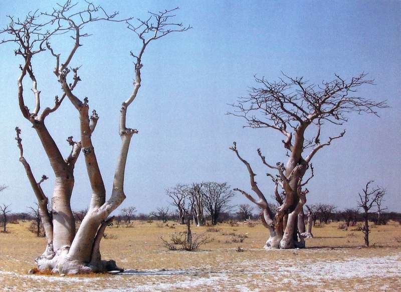 A Journey in Verse in Namibia - Audrey Salvage    Book signed by Author