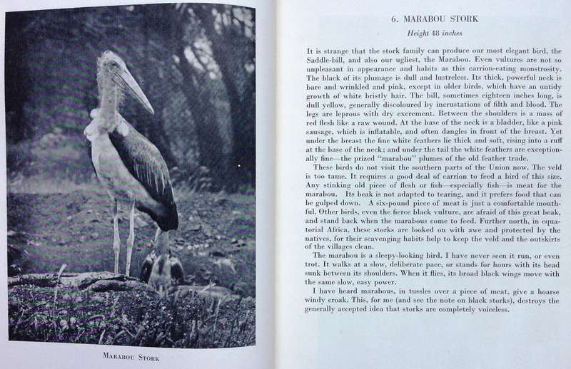 Birds at Home - W T Miller, Gwelo, Rhodesia - Hardcover