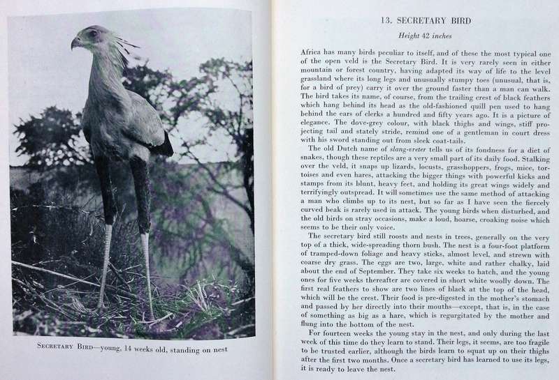 Birds at Home - W T Miller, Gwelo, Rhodesia - Hardcover