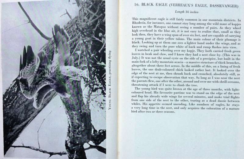 Birds at Home - W T Miller, Gwelo, Rhodesia - Hardcover