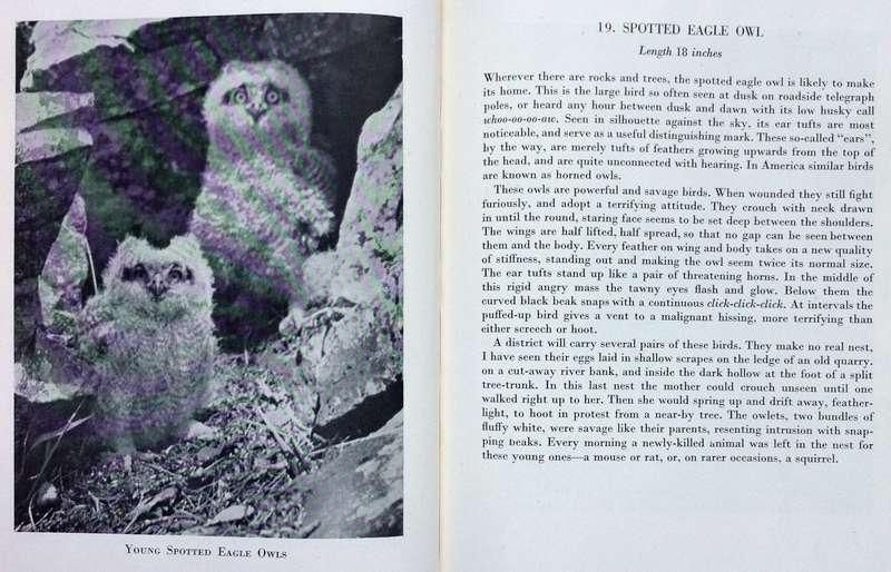 Birds at Home - W T Miller, Gwelo, Rhodesia - Hardcover