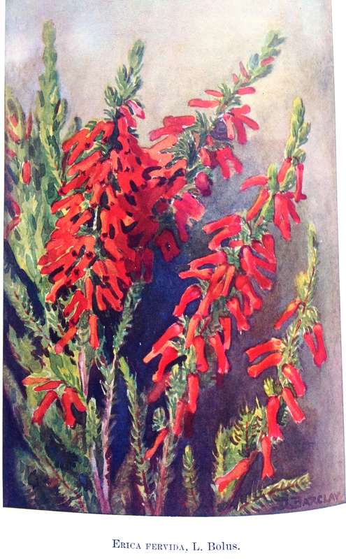 A Second Book of South African Flowers - Bolus, Barclay and Steer - Hardcover - Published 1936