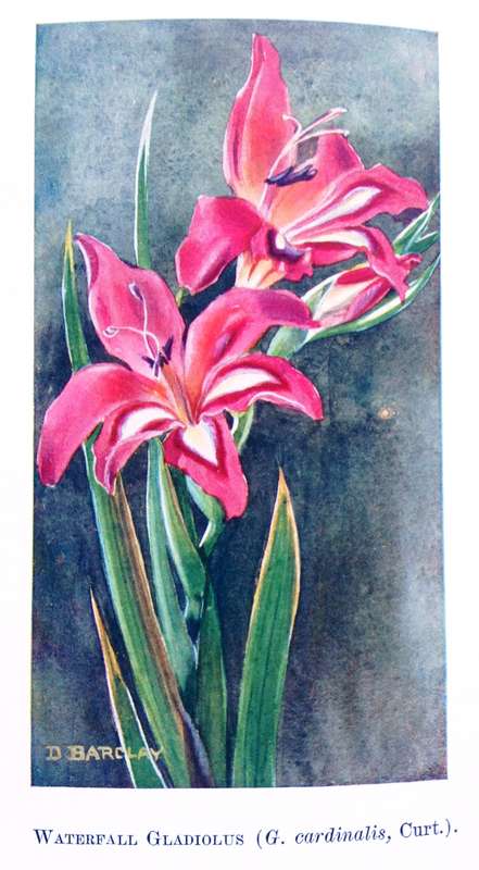 A Second Book of South African Flowers - Bolus, Barclay and Steer - Hardcover - Published 1936