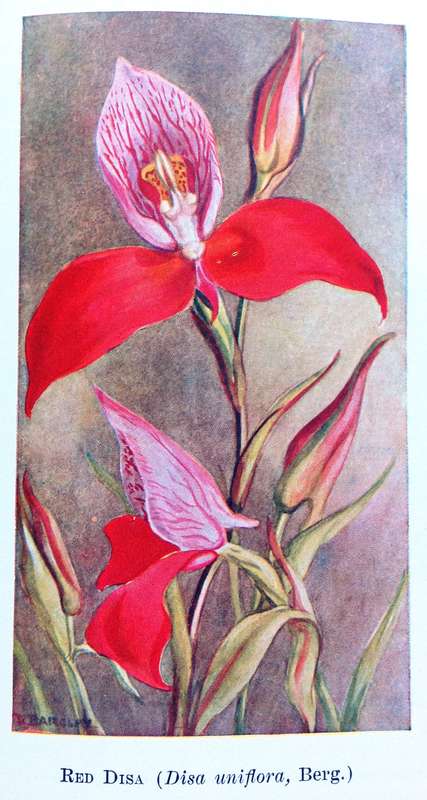 A Second Book of South African Flowers - Bolus, Barclay and Steer - Hardcover - Published 1936
