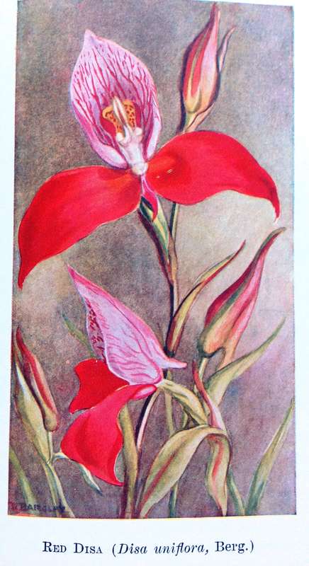 A Second Book of South African Flowers - Bolus, Barclay and Steer - Hardcover - Published 1936