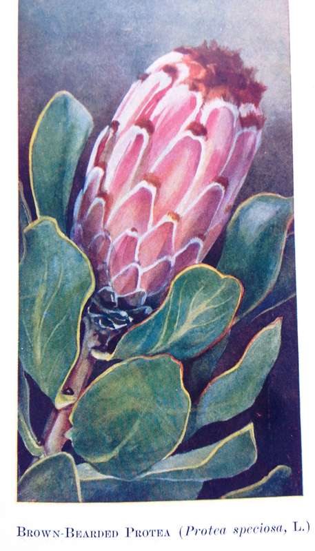 A Second Book of South African Flowers - Bolus, Barclay and Steer - Hardcover - Published 1936