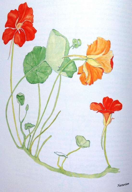 GANZEKRAAL - A West Coast Year - Mary Melck Kuttel - Illustrated by Frances Kuttel Keegan-Hardcover