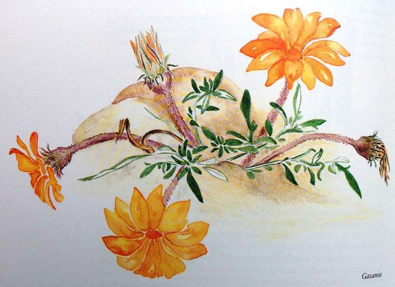 GANZEKRAAL - A West Coast Year - Mary Melck Kuttel - Illustrated by Frances Kuttel Keegan-Hardcover