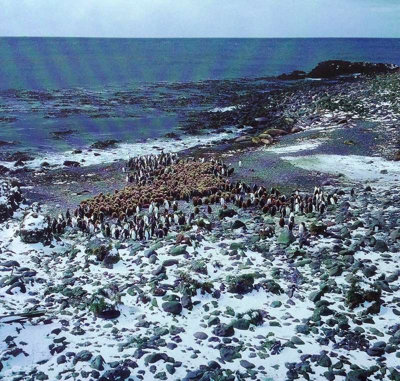 Antarctic Impressions - Seasons in the Southern Ocean - Peter Steyn - Hardcover