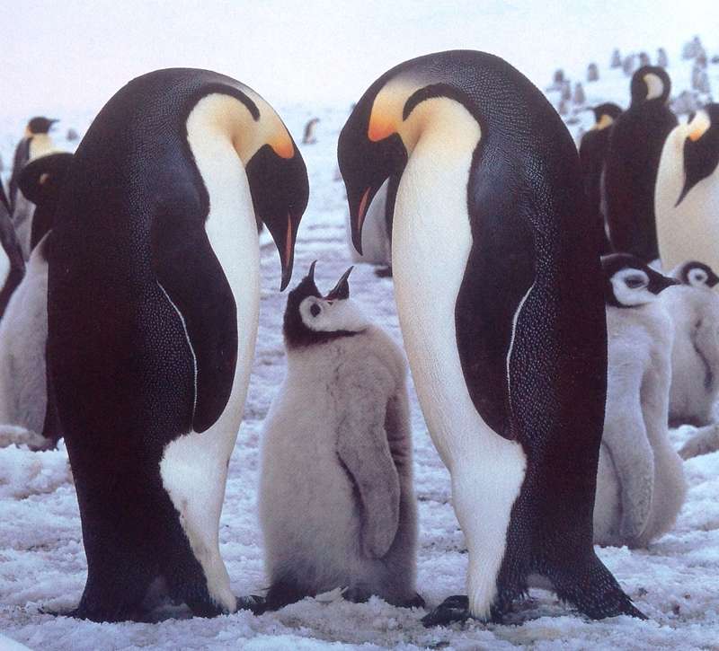 Antarctic Impressions - Seasons in the Southern Ocean - Peter Steyn - Hardcover