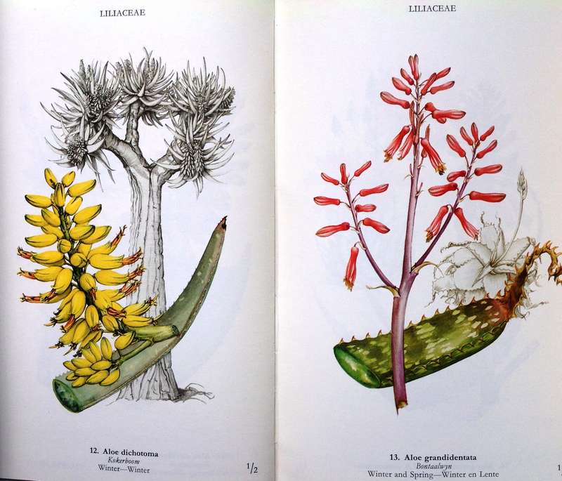 Wild Flowers of the Northern Cape - Veldblomme van Noord-Kaapland - Jill Adams - Hardcover