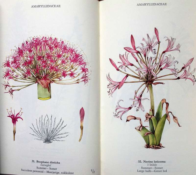 Wild Flowers of the Northern Cape - Veldblomme van Noord-Kaapland - Jill Adams - Hardcover