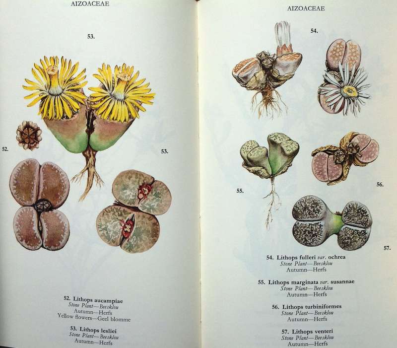 Wild Flowers of the Northern Cape - Veldblomme van Noord-Kaapland - Jill Adams - Hardcover