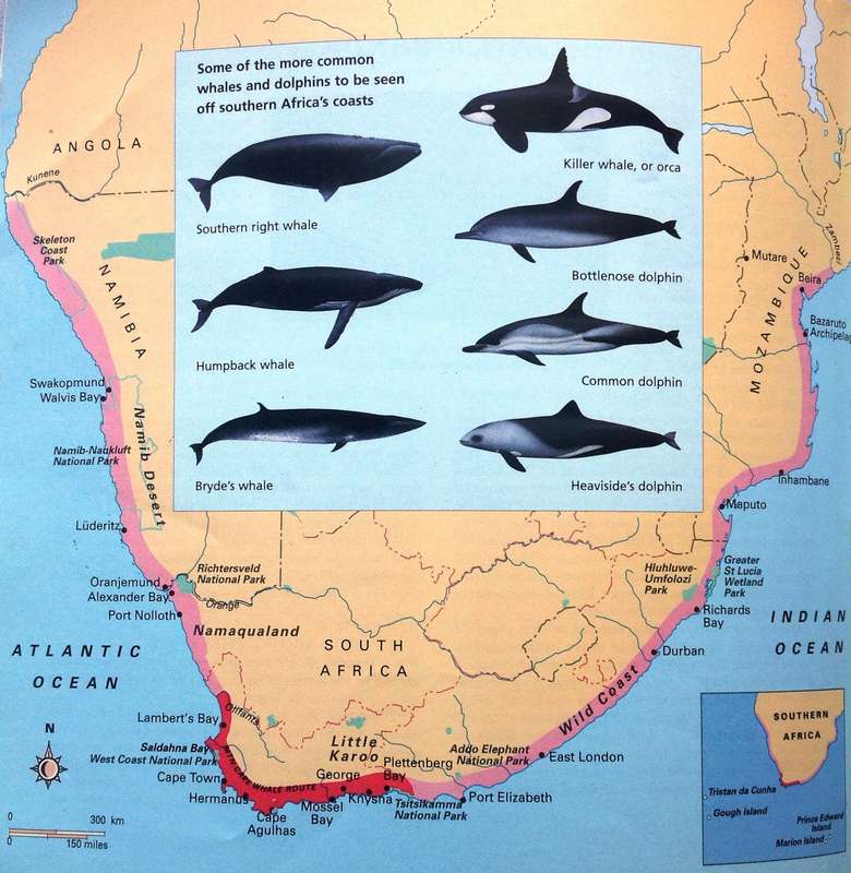 Whale Watch - Vic Cockcroft & Peter Joyce