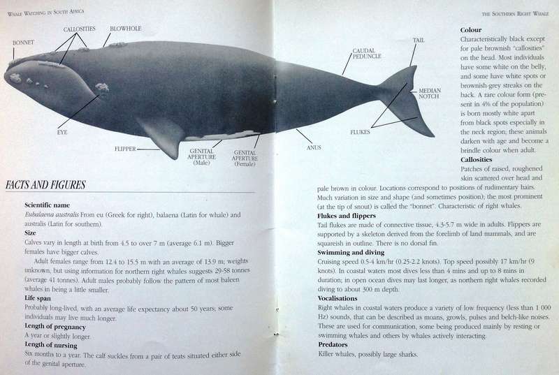 Whale watching in South Africa - Peter B Best - Illustrations by Noel Ashton