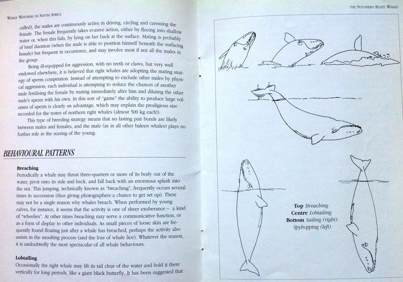 Whale watching in South Africa - Peter B Best - Illustrations by Noel Ashton