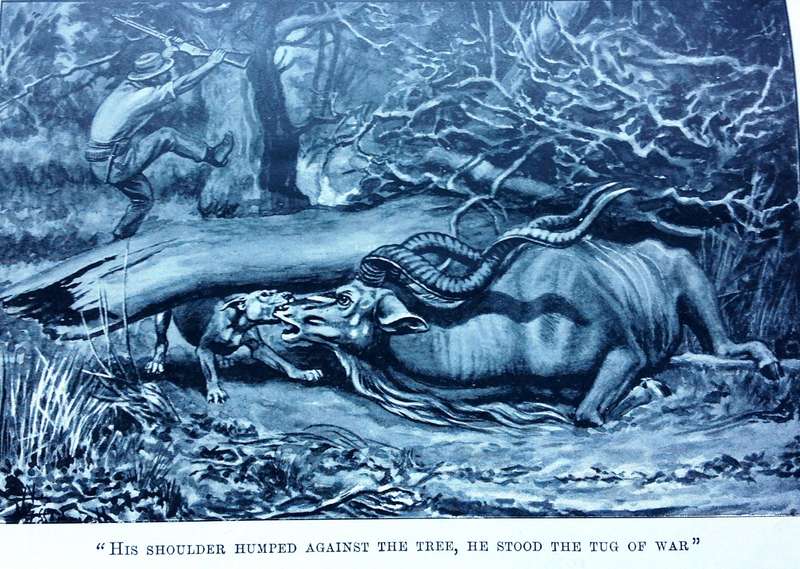 Jock of the Bushveld - Sir Percy Fitzpatrick - Hardcover
