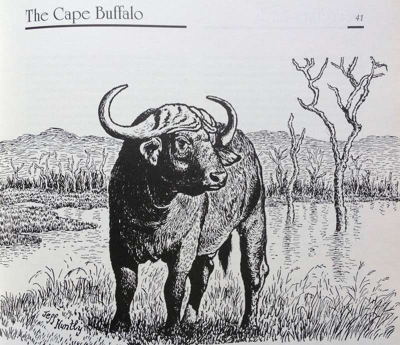 Jeff Huntly's African Wildlife Sketches - Hardcover