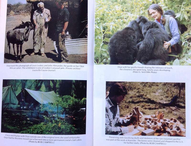 Woman in the Mists - The Story of Dian Fossey and the Mountain Gorillas of Africa - Mowat