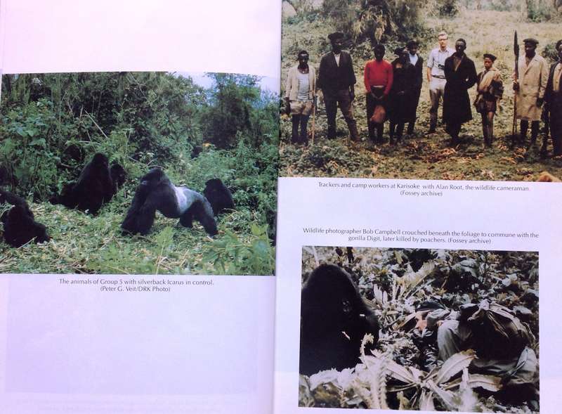 Woman in the Mists - The Story of Dian Fossey and the Mountain Gorillas of Africa - Mowat