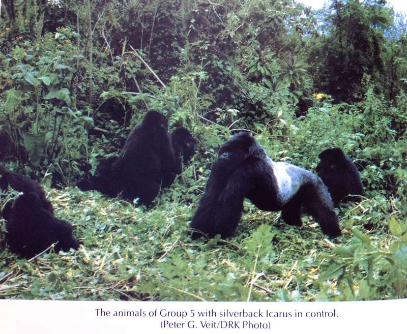 Woman in the Mists - The Story of Dian Fossey and the Mountain Gorillas of Africa - Mowat