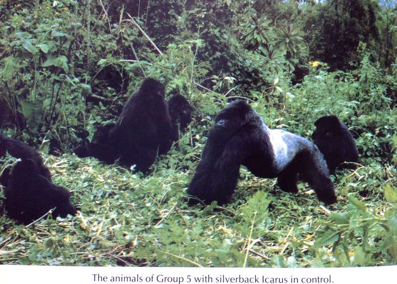 Woman in the Mists - The Story of Dian Fossey and the Mountain Gorillas of Africa - Mowat