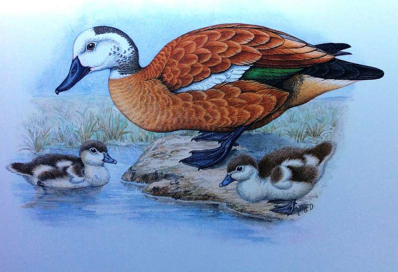 Gamebirds and Waterfowl of Southern Africa  A collection of 68 water-colours by C G Finch-Davies