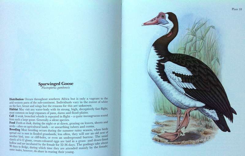 Gamebirds and Waterfowl of Southern Africa  A collection of 68 water-colours by C G Finch-Davies